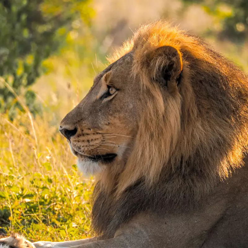 route-71-safari